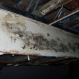 Mold Protection For Maryland Homes