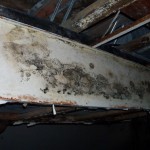 Mold Remediation Maryland